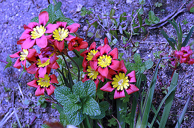20060430-dsc_0908_thumb.jpg