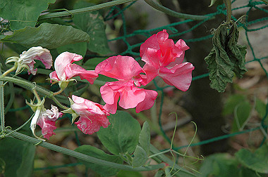 20060430-dsc_0909_thumb.jpg