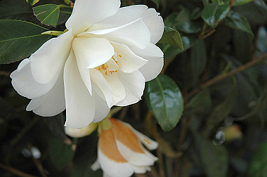 20060430-dsc_0911_thumb.jpg