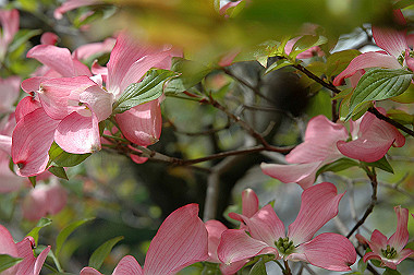 20060430-dsc_0913_thumb.jpg