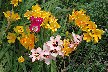 20060430-dsc_0914_thumb.jpg