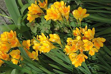 20060430-dsc_0915_thumb.jpg