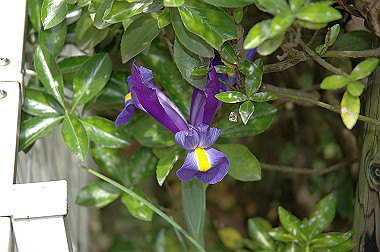 20060430-dsc_0916_thumb.jpg
