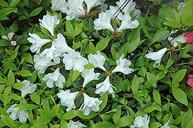 20060430-dsc_0917_thumb.jpg