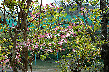20060430-dsc_0918_thumb.jpg