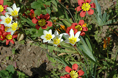 20060503-dsc_0940_thumb.jpg