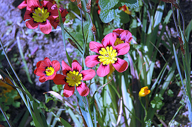 20060503-dsc_0941_thumb.jpg