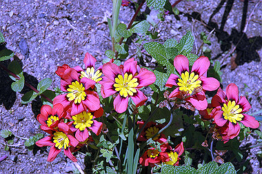 20060503-dsc_0942_thumb.jpg