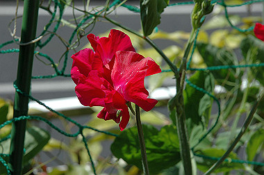 20060503-dsc_0944_thumb.jpg