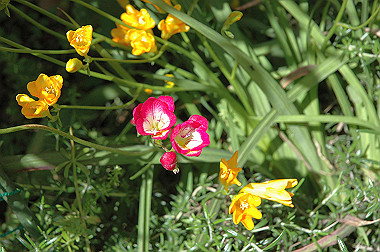 20060503-dsc_0946_thumb.jpg
