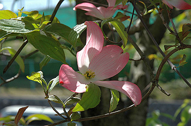 20060503-dsc_0948_thumb.jpg