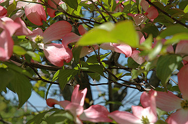 20060503-dsc_0949_thumb.jpg