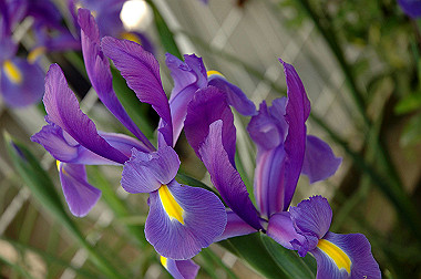 20060503-dsc_0951_thumb.jpg