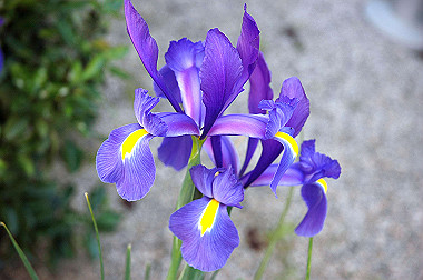 20060503-dsc_0952_thumb.jpg