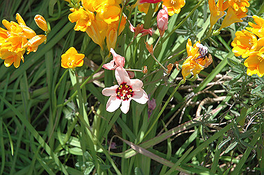 20060503-dsc_0954_thumb.jpg