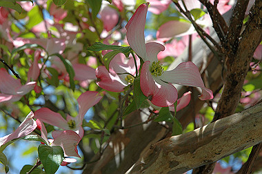 20060503-dsc_0955_thumb.jpg