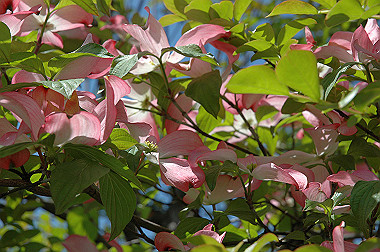 20060503-dsc_0956_thumb.jpg