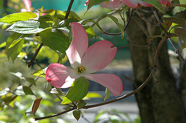 20060503-dsc_0957_thumb.jpg