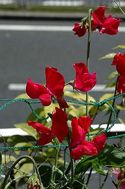 20060503-dsc_0961_thumb.jpg