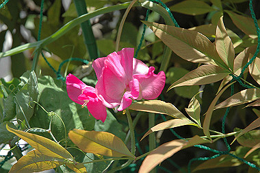 20060503-dsc_0962_thumb.jpg