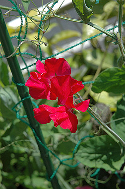 20060503-dsc_0963_thumb.jpg