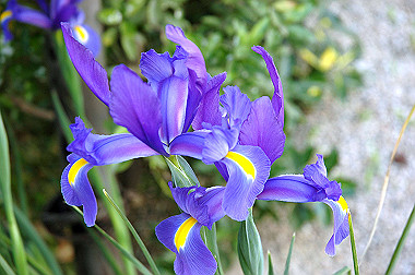 20060503-dsc_0965_thumb.jpg