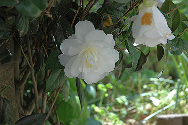 20060503-dsc_0966_thumb.jpg