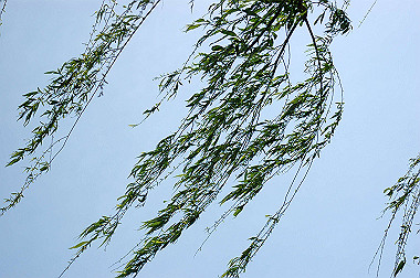 20060505-dsc_0987_thumb.jpg