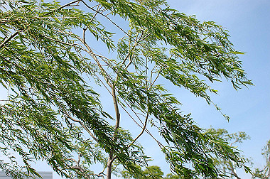 20060505-dsc_0993_thumb.jpg