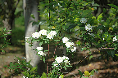 20060505-dsc_1002_thumb.jpg