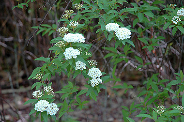 20060505-dsc_1007_thumb.jpg