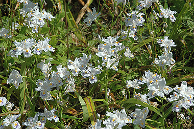 20060505-dsc_1010_thumb.jpg