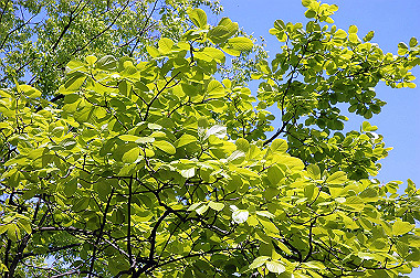 20060505-dsc_1016_thumb.jpg