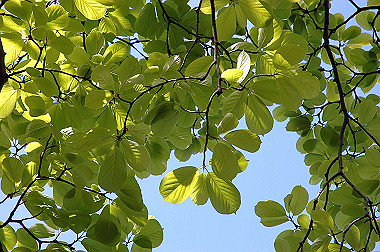 20060505-dsc_1017_thumb.jpg