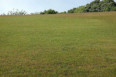 20060505-dsc_1021_thumb.jpg
