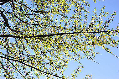 20060505-dsc_1022_thumb.jpg