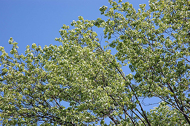 20060505-dsc_1023_thumb.jpg