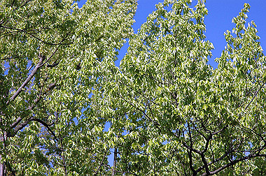 20060505-dsc_1024_thumb.jpg