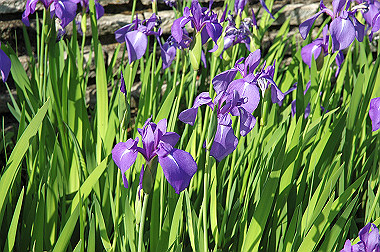 20060505-dsc_1026_thumb.jpg