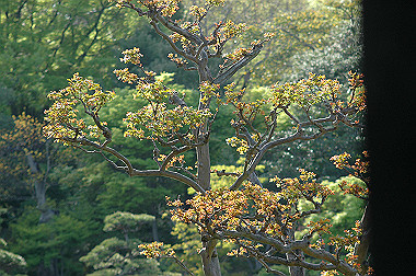 20060505-dsc_1043_thumb.jpg