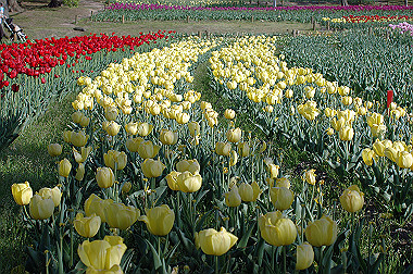 20060505-dsc_1045_thumb.jpg