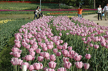 20060505-dsc_1046_thumb.jpg