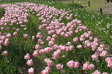 20060505-dsc_1047_thumb.jpg