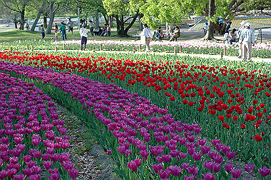 20060505-dsc_1051_thumb.jpg