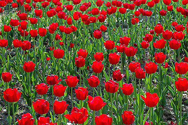 20060505-dsc_1052_thumb.jpg