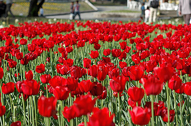 20060505-dsc_1053_thumb.jpg