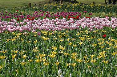 20060505-dsc_1054_thumb.jpg