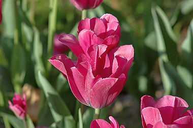 20060505-dsc_1055_thumb.jpg