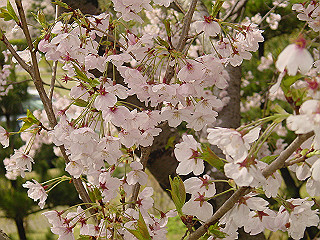 dsc00096_thumb.jpg