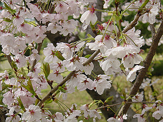 dsc00097_thumb.jpg